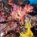 coral_soft_ni_v_0705_png1602.jpg